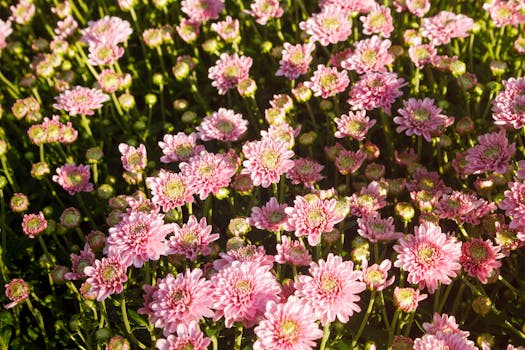 Beyond the Hype: A Practical Guide to THCA Flower