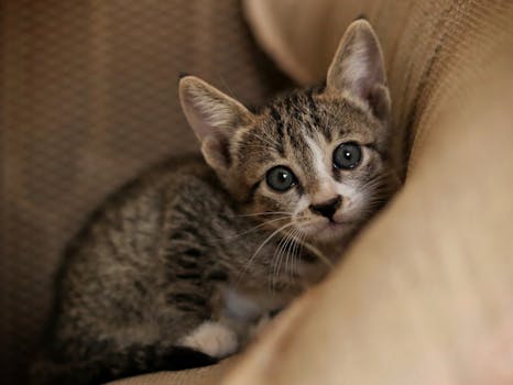 Beyond the Tailpipe: The Real Implications of Eco-Friendly Car Models