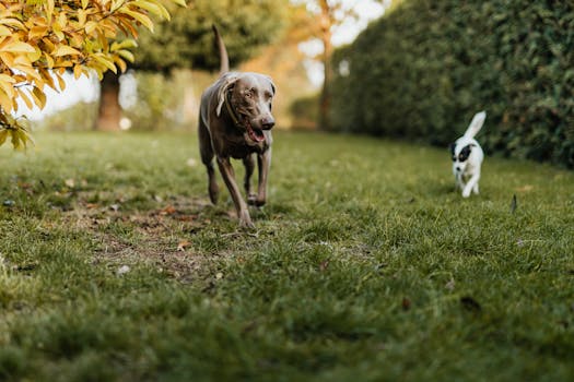 The Evolving Canine Companion: Navigating Behavioral Shifts in Senior Dogs