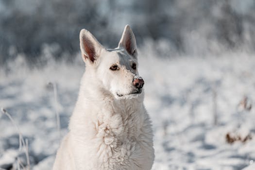 Beyond the Pedigree: What Really Matters in the Mixed Breed Dogs vs Purebred Dogs Debate?