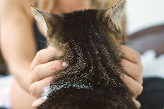 Mastering Your Feline Friend: The Essential Guide to How to Take Care of a Cat