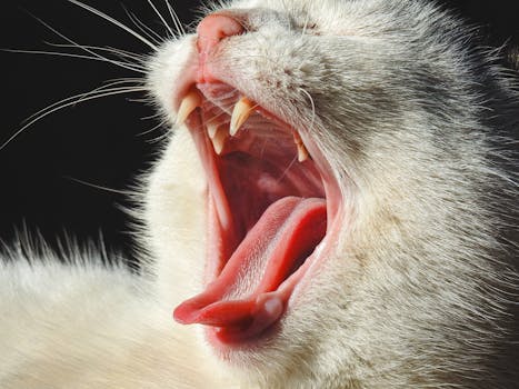 Unraveling the Enigma: A Deep Dive into Cat Behavior Problems