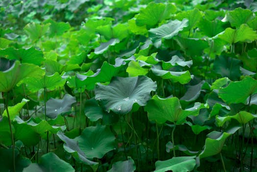 Beyond the Button Click: Unpacking the True Power of Macro Programming