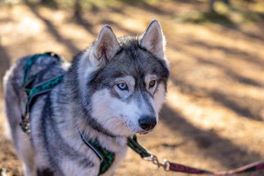 Taming the Tug: Mastering Training Your Dog to Walk on a Leash