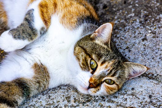 So, You Think You Can’t Train a Cat? Think Again! (Spoiler: You Can!)
