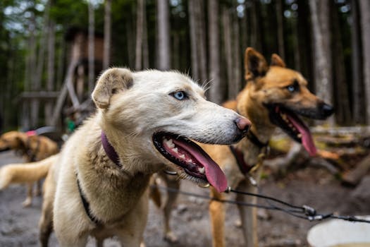 Unpacking the Truth: What Pet Camera Reviews Really Tell You