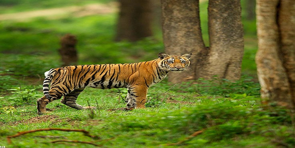 Experiencing The Wildlife Of Bandipur National Park – Staying At Resorts In Bandipur