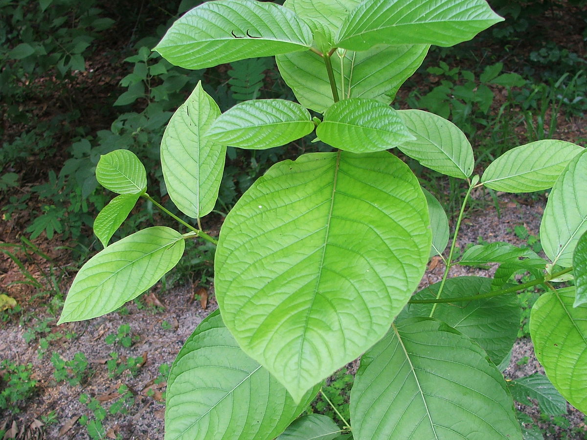 Kratom- A herbal Substance from Southeast Asia with opioid agonist properties