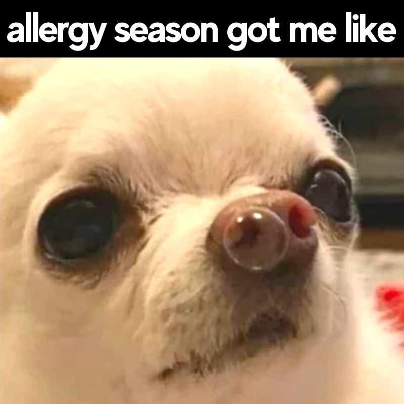 Allergies Meme: Hilarious Reactions That Allergy Sufferers Will Relate To