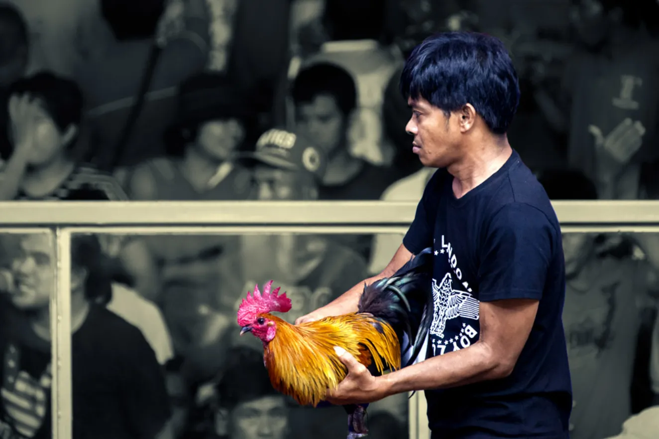 MBC2030: Best Platform The Most Popular Online Sabong