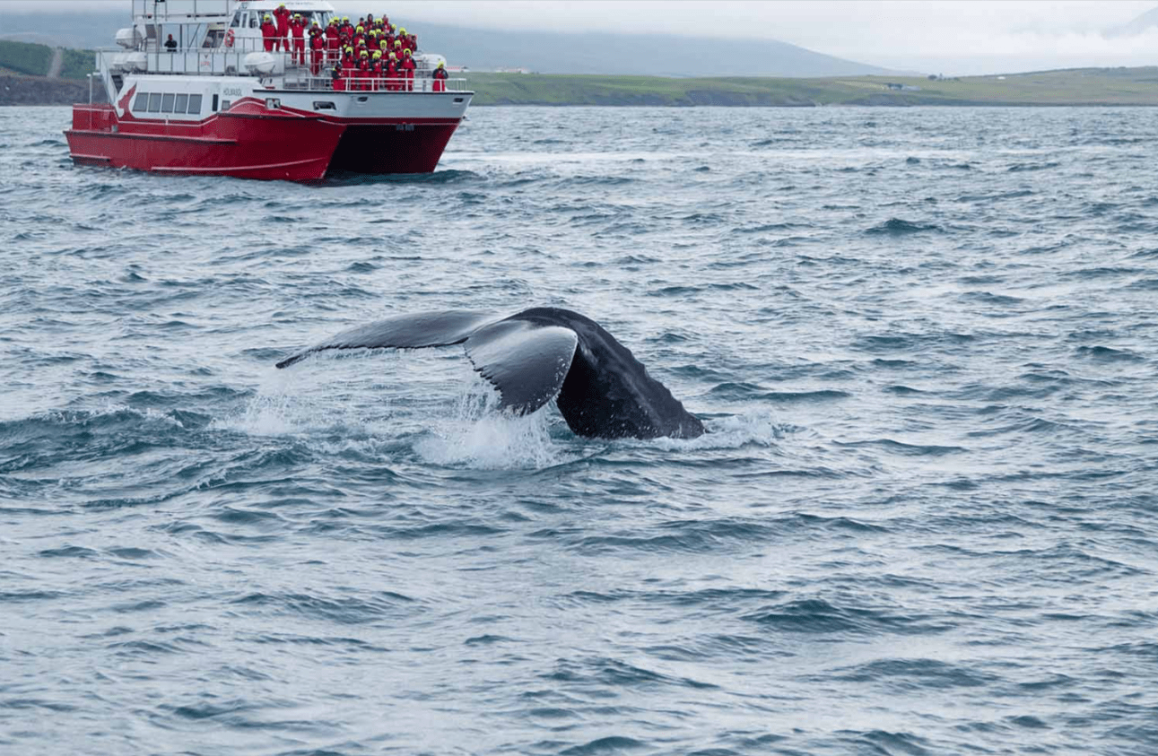 A Local’s Guide to Whale Watching in Dalvík